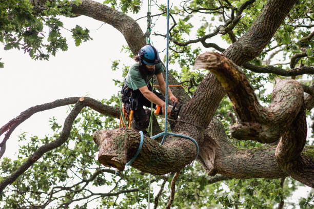 Best Commercial Tree Removal  in Lebanon, IN